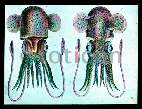 Tintenfisch | Squid  (foticon-600-simon-meer-363-060.jpg)